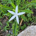 Hippobroma longiflora Kukka