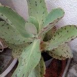 Kalanchoe marmorata List