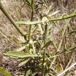 Centaurea ornata 叶