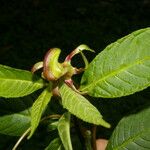 Burmeistera vulgaris Flower