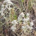 Teucrium capitatum Kwiat