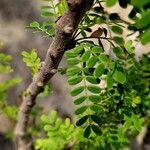 Senna surattensis Hoja