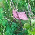 Atriplex hortensis Blatt