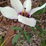 Hibiscus trionum ᱥᱟᱠᱟᱢ