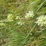 Asclepias stenophylla Květ