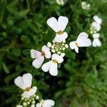 Iberis semperflorens Blomst