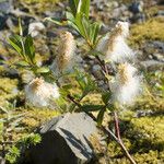 Salix sitchensis Habitus