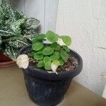 Dichondra micrantha برگ