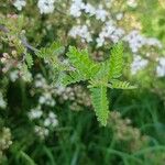 Osteomeles schweriniae Leaf