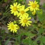 Senecio vernalis Fiore