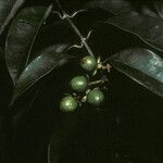 Vismia guianensis Fruit