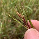 Themeda quadrivalvis ᱵᱟᱦᱟ