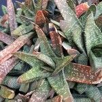 Gasteria disticha Leaf