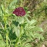 Scabiosa atropurpureaKvět