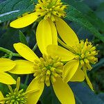 Verbesina alternifolia Flower