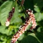 Persicaria lapathifolia Кветка