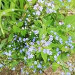 Brunnera macrophyllaFlor