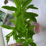 Euphorbia hyberna পাতা
