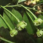 Guatteria dolichopoda Flower