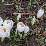 Crocus vernus 整株植物