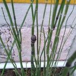 Equisetum laevigatum পাতা