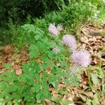 Thalictrum aquilegiifolium Habit