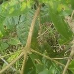 Melicope elleryana പുറംതൊലി
