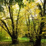 Cercidiphyllum japonicum Buveinė