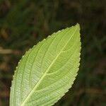 Strobilanthes hamiltonianus Other