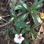 Dianthus chinensis Květ