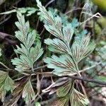 Asplenium aethiopicum Hoja