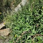 Sonchus maritimus Natur