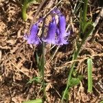 Hyacinthoides non-scripta花