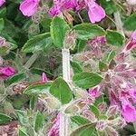 Teucrium chamaedrys পাতা