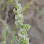 Salsola vermiculata 果