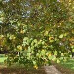 Tilia x europaea Blad