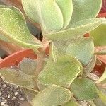 Kalanchoe hildebrandtii ᱥᱟᱠᱟᱢ