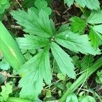 Geum laciniatum ഇല