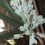 Podangis dactyloceras Flor