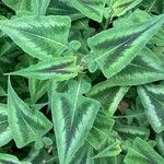 Persicaria chinensis Feuille