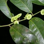 Heisteria acuminata Плод