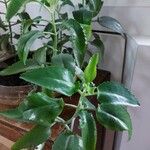 Kalanchoe daigremontiana List