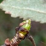 Karpatiosorbus remensis Sonstige