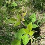 Rubus nigricans Blatt