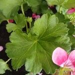 Pelargonium × hybridum Leaf