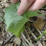 Petasites frigidus ഇല