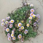 Erigeron glaucus ᱛᱟᱦᱮᱸ