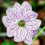 Geranium versicolor Цветок