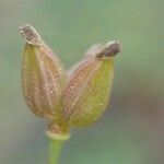 Thalictrum minus Fruit