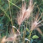 Hordeum marinum 花